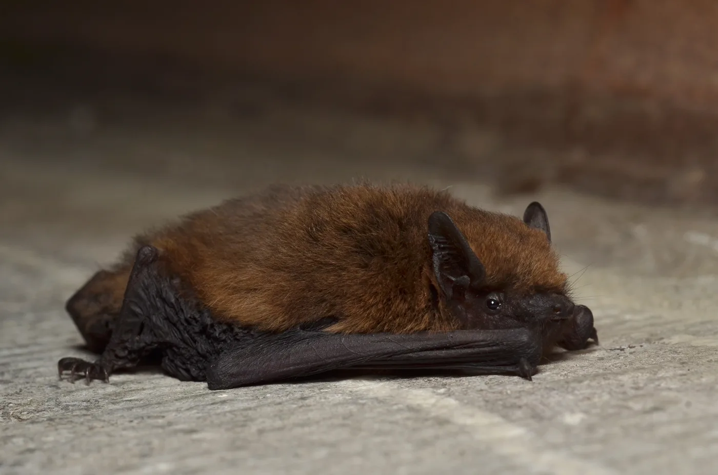 Bats in Roof? Roof Repair Stops: Survey, Licence, Delays