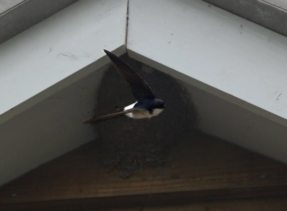 Nesting Birds and Roof Work: When the Law Stops the Job